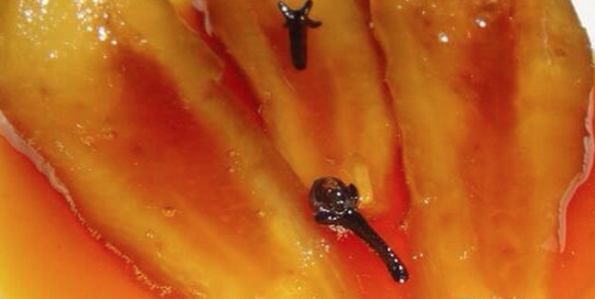 Mamón en Almíbar o Dulce de mamón Dulce de Mamón