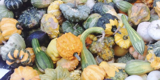 5 Verduras de Temporada en Junio: ¡Disfruta de la Frescura y Sabor Local! Zapallos